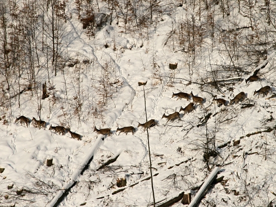 Priďaleko, ale poteší...