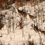 Po vyšliapanej prti