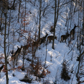 Pekne v rade za sebou...