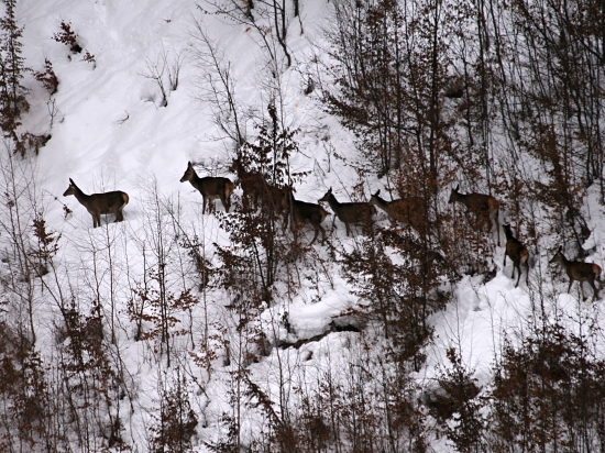 Ranný odchod z rúbaniska