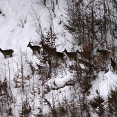 Ranný odchod z rúbaniska