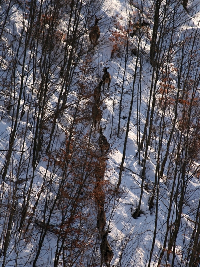 Spoľahlivý doprovod