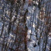 Spoľahlivý doprovod