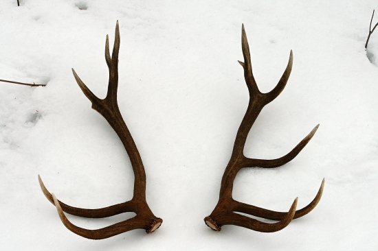 Keď sa pritrafí druhý párik, poteší...