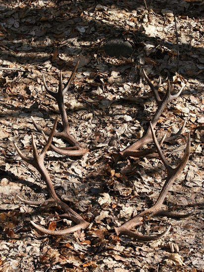 Priateľove z rannej pochôdzky