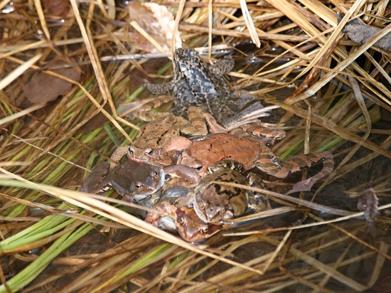 Priveľa nápadníkov