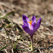 Šafrán
