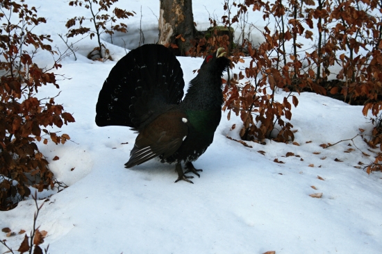 V plnom nasadení...