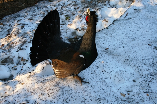 Vítanie nového dňa