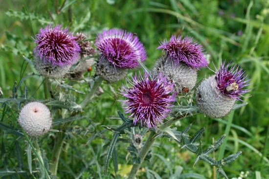 Pichliač belohlavý