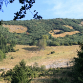 Tam, kde ručia jelene