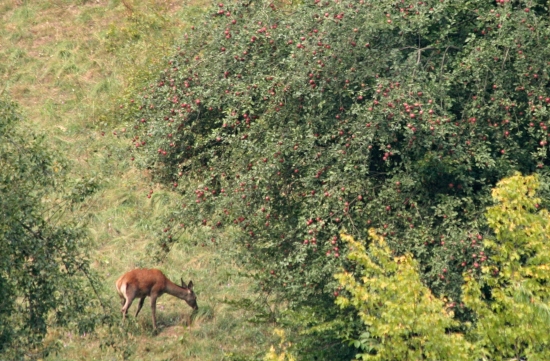 Prilepšenie padne vhod