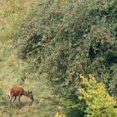 Prilepšenie padne vhod