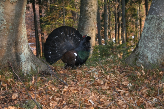 Vítanie nového dňa