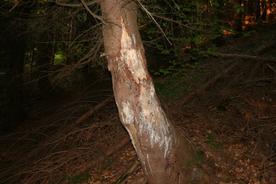 Medvedie hraničné znaky