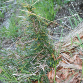 Ihličňan, aký ? Prečo taký tvar ?