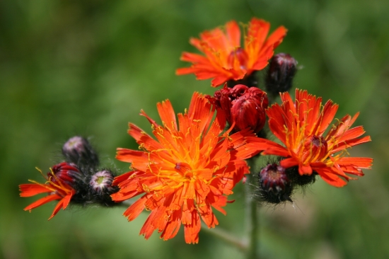 Chlpánik oranžový