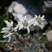 Plesnivec alpínsky