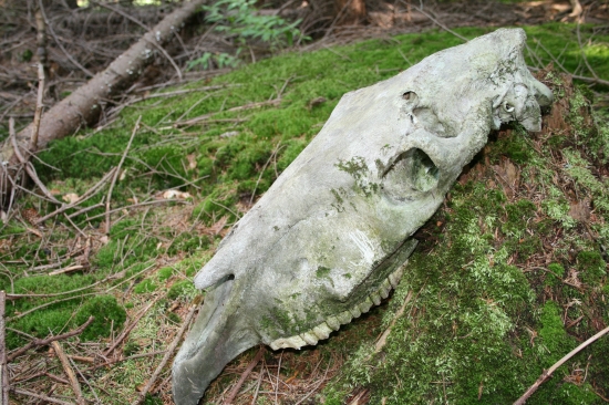 Konská lebka (je ešte z obdobia, keď sa medvede vnadili konským mäsom)