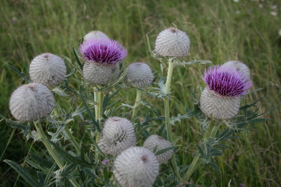 Pichliač belohlavý