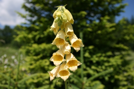 Náprstník veľkokvetý