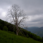 Stromy umierajú ...