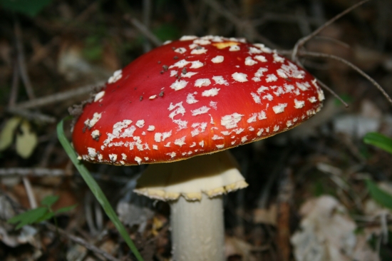 Jedovatá krásavica