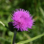 Pichliač