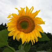 Slnečnica