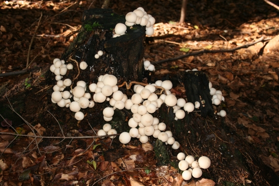 Prášnica hruškovitá