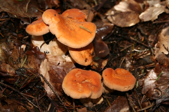 Jelenka poprehýbaná