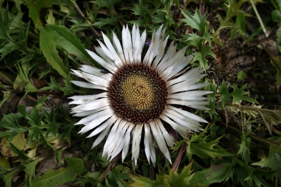 Krasovlas bezbyľový