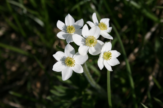 Veternica narcisokvetá