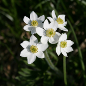 Veternica narcisokvetá