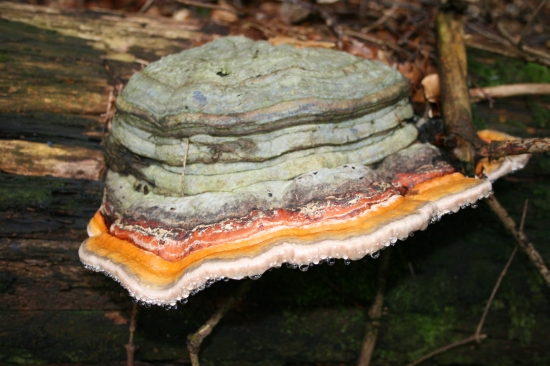 Pestrofarebný klobúčik