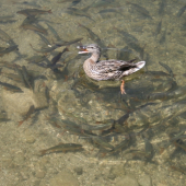 Kto bude rýchlejší ?