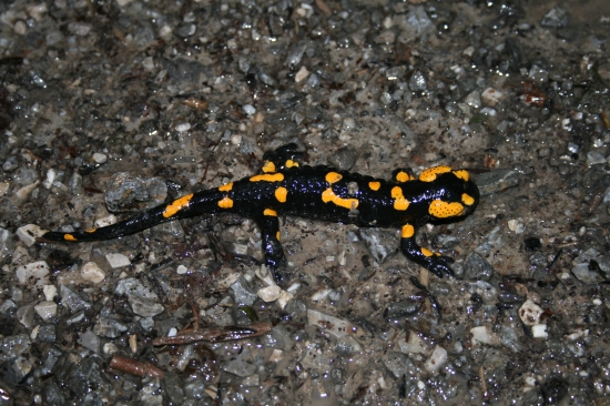 Salamandra
