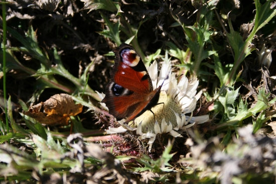 V lúčoch Babieho leta