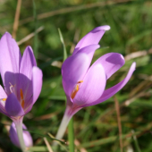 Jesienka obyčajná