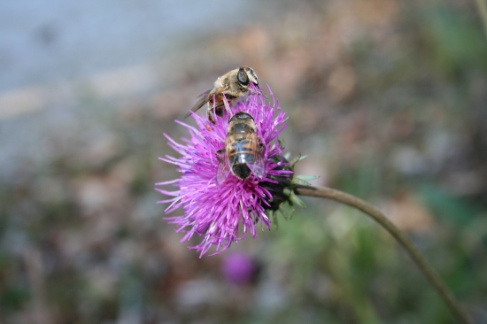Skôr než príde mráz