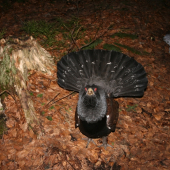 Keď má fotograf problémy 1