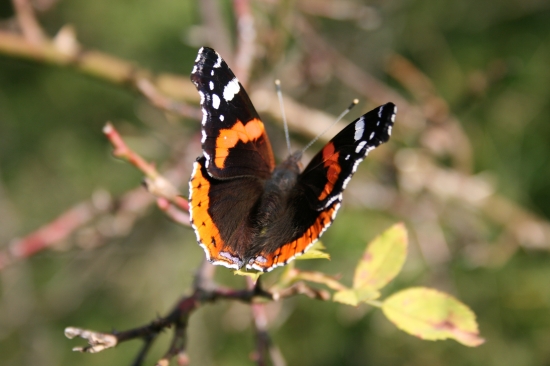 Babôčka admirálska