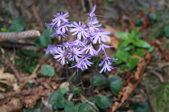 Soldanelka karpatská