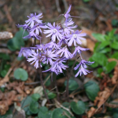 Soldanelka karpatská