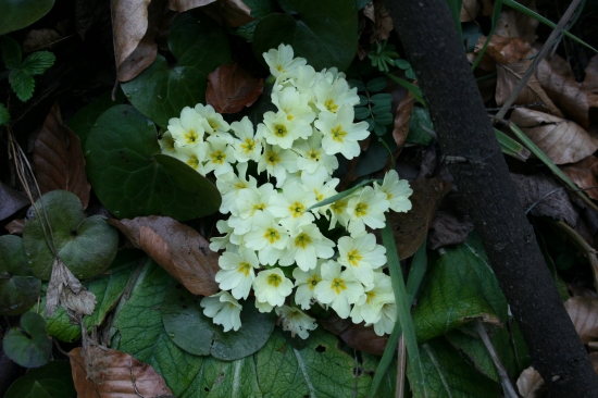 Prvosienka bezbyľová