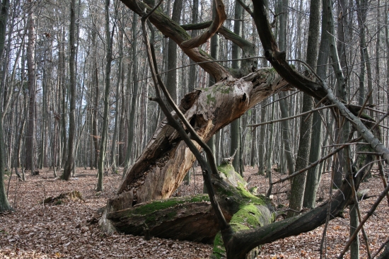 Nepretržitý kolobeh života