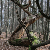 Nepretržitý kolobeh života