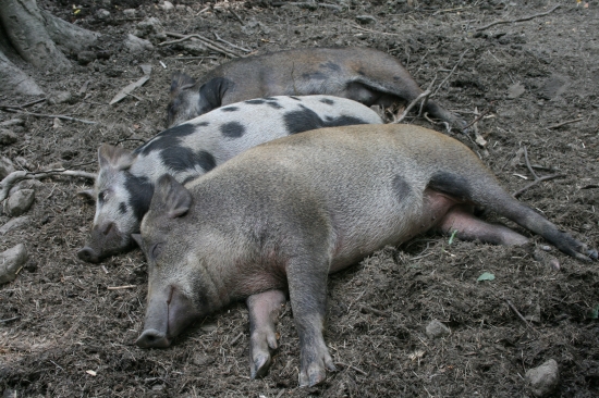 Obedňajšia siesta