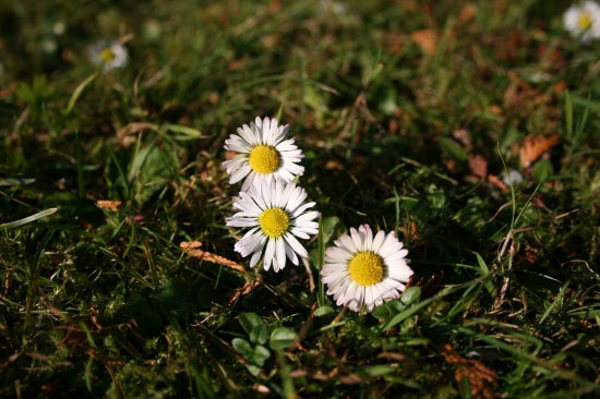 Novembrové sedmikrásky