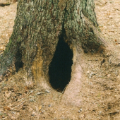 Medvedí zimný brloh